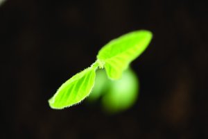 融资策略